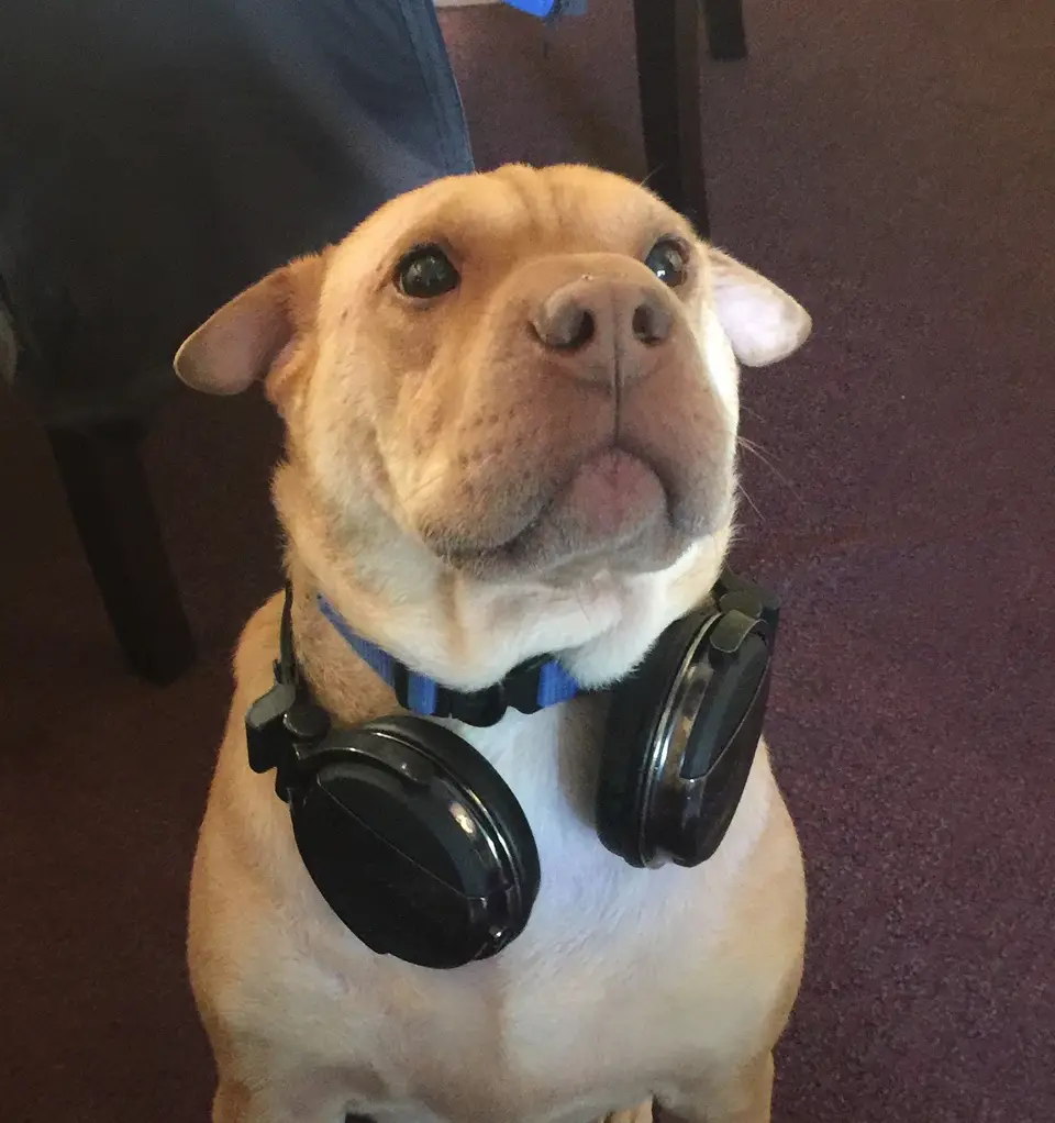 Tan dog sitting with DJ headphones around its neck