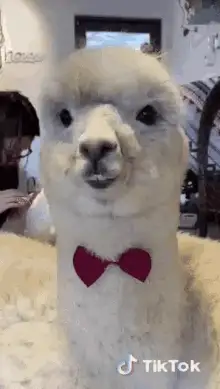 Fluffy white alpaca wearing a red bow tie, screenshot from a TikTok video