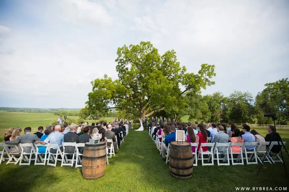 Outdoor wedding ceremony in a field with guests in white chairs facing a large tree and wine barrels along the aisle