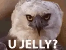 Animated GIF of a fierce white bird of prey with the caption U JELLY?