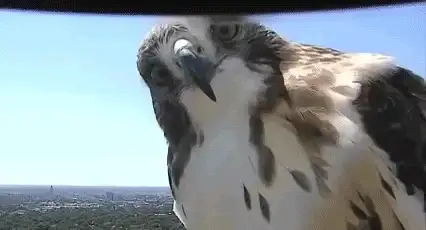 Animated GIF of a hawk tilting its head close to the camera with a city skyline behind it