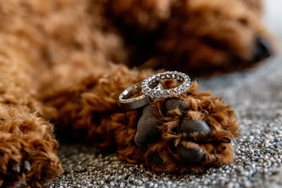 Wedding rings resting on the paw of a curly-haired brown dog
