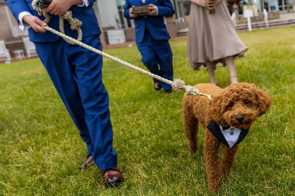Brown dog wearing a bow tie on a rope leash walking on grass beside a groomsman in a blue suit