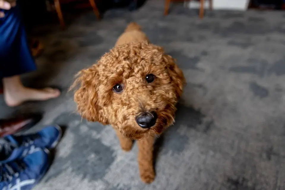 Curly-haired brown dog looking up at the camera on a gray carpet