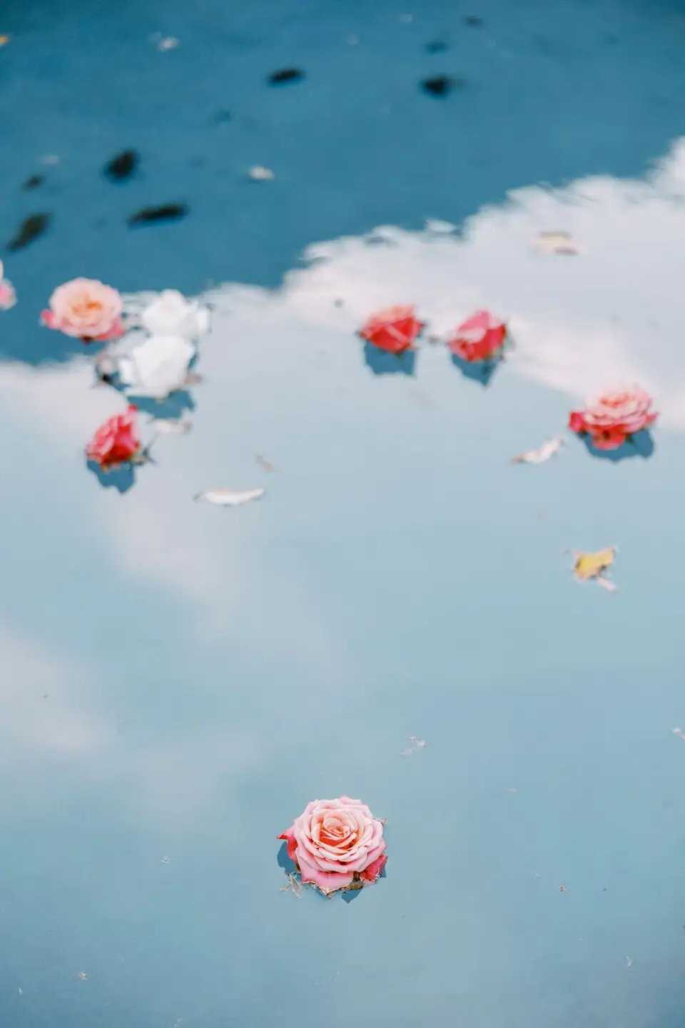 Pink and white roses floating on the surface of a pool of water reflecting the sky