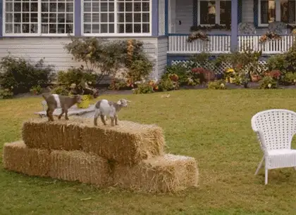 Two baby goats standing on stacked hay bales on a lawn in front of a house, with a white wicker chair nearby